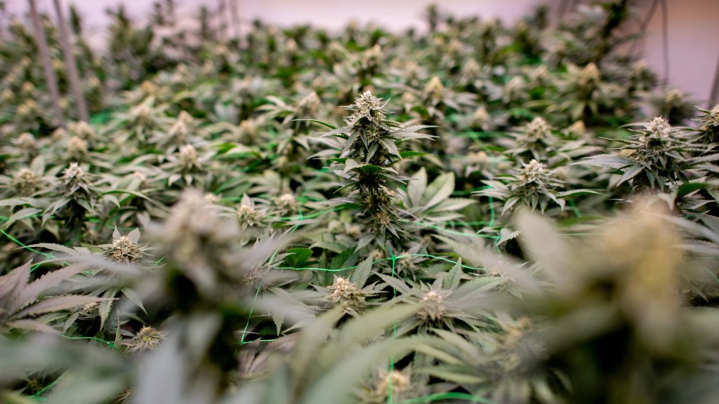 Zahlreiche Cannabispflanzen wachsen auf einer Plantage