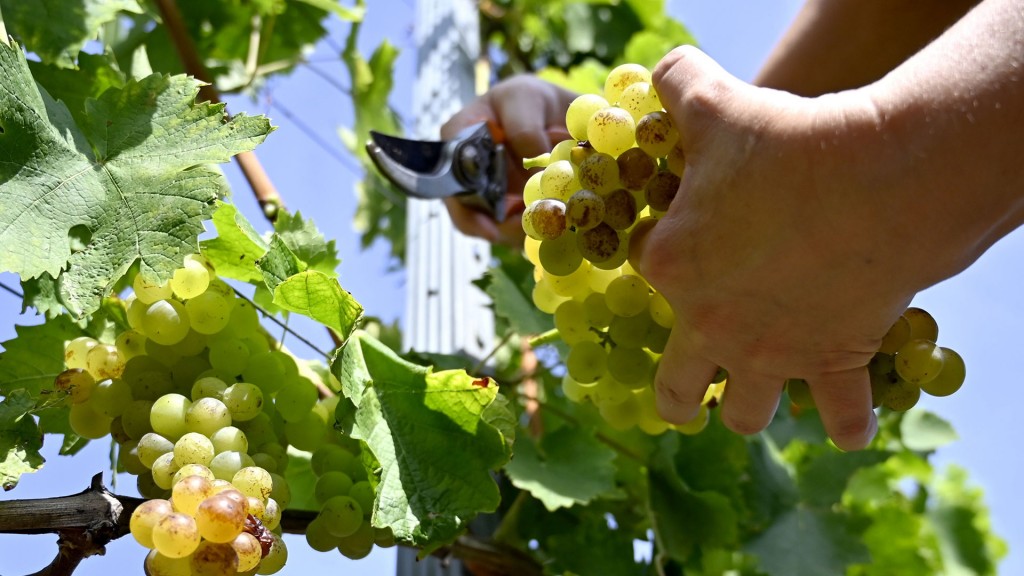 Foto: Jemand schneidet Trauben von einer Weinrebe ab
