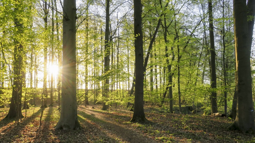 Foto: Buchen im Frühling