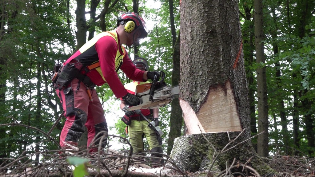 Foto: Mann fällt einen Baum