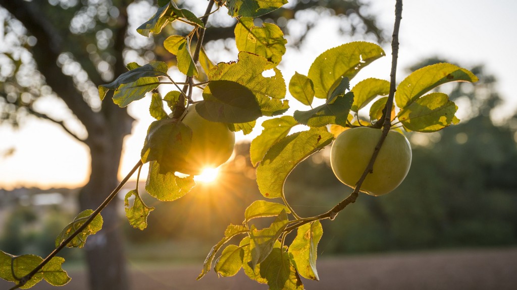 Äpfel hängen bei Sonnenaufgang an einem Baum auf einer Streuobstwiese.