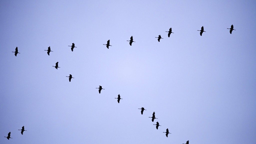 Fliegende Kraniche
