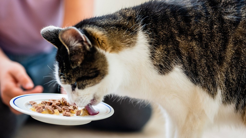 Katze frisst von einem Teller