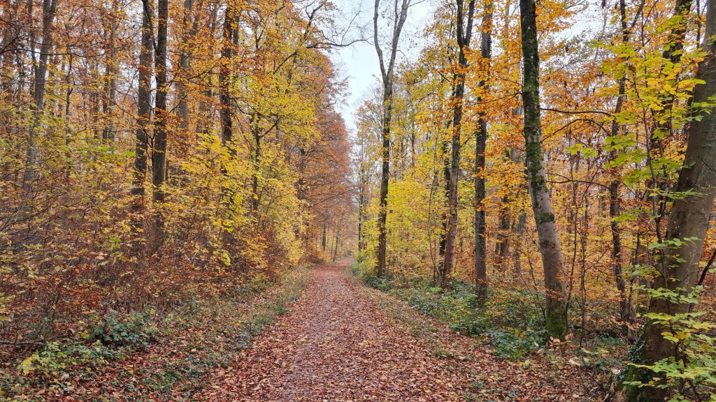 Foto: Herbstlaub bedeckt den Waldweg