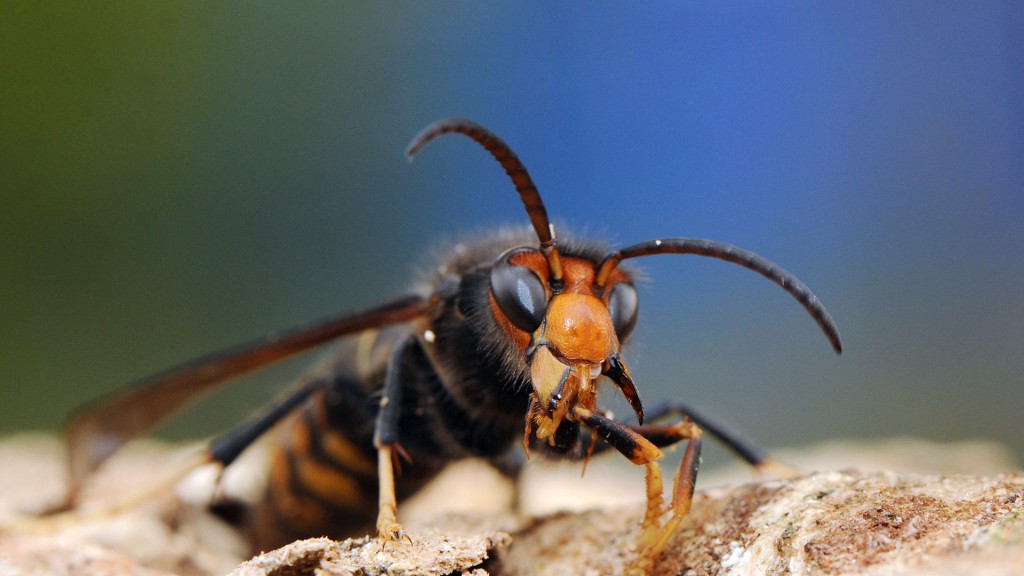 Foto: Eine asiatische Hornisse beim Nestbau