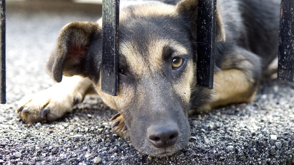 Ein Hund kauert unter einem Gitter