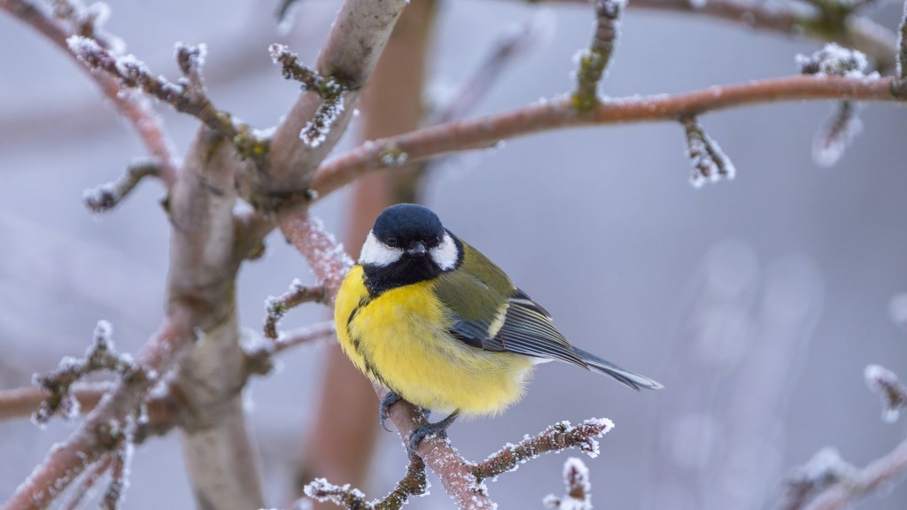 Kohlmeise sitzt auf einem winterlichen Ast