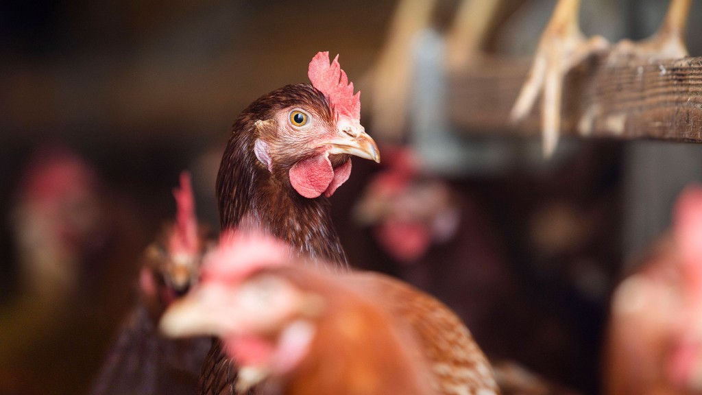 Legehennen in einem Hühnerstall