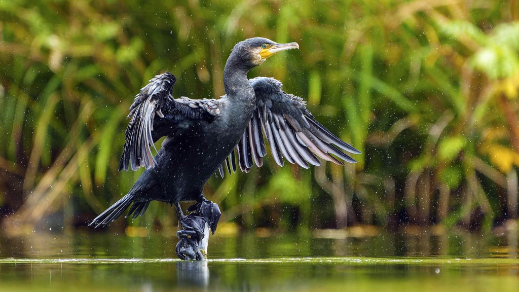 Ein Kormoran breitet die Flügel über dem Wasser aus und schüttelt Tropfen ab
