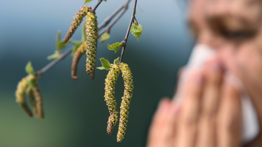 Eine Frau schneuzt  hinter einer Birkenblüte in ein Taschentuch. 