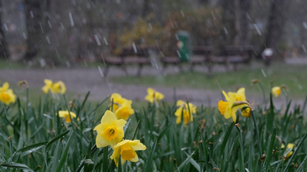Ein Graupelschauer geht über Osterglocken nieder.