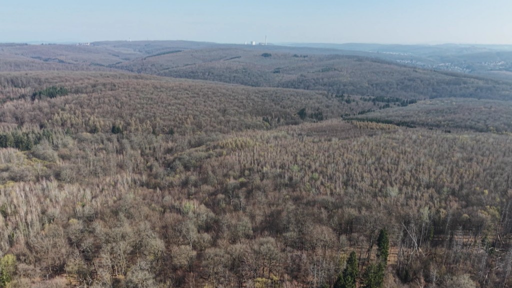 Foto: Saarkohlenwald