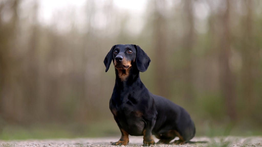 Ein Dackel sitzt auf einem Weg und wartet auf seine Begleitung.