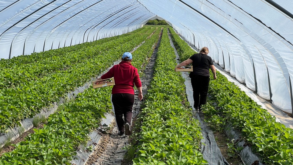 Erdbeerernte im Saarland 2026