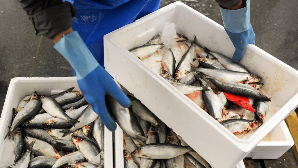 Foto: Jemand sortiert Kisten mit Fisch