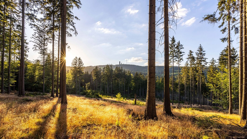 Sommerabend im Wald    