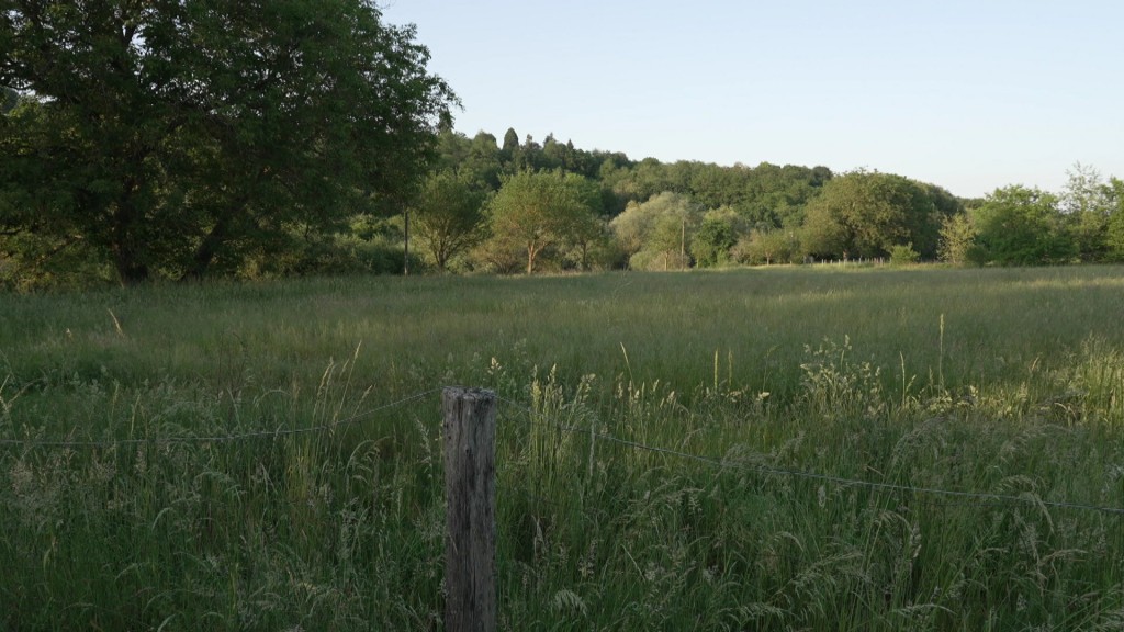 Foto: Eine Wiese im Saarbrücker Almet