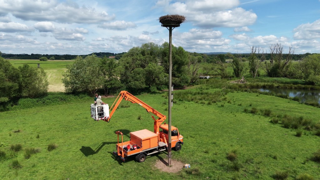 Foto:  Beringungsaktion bei Störchen