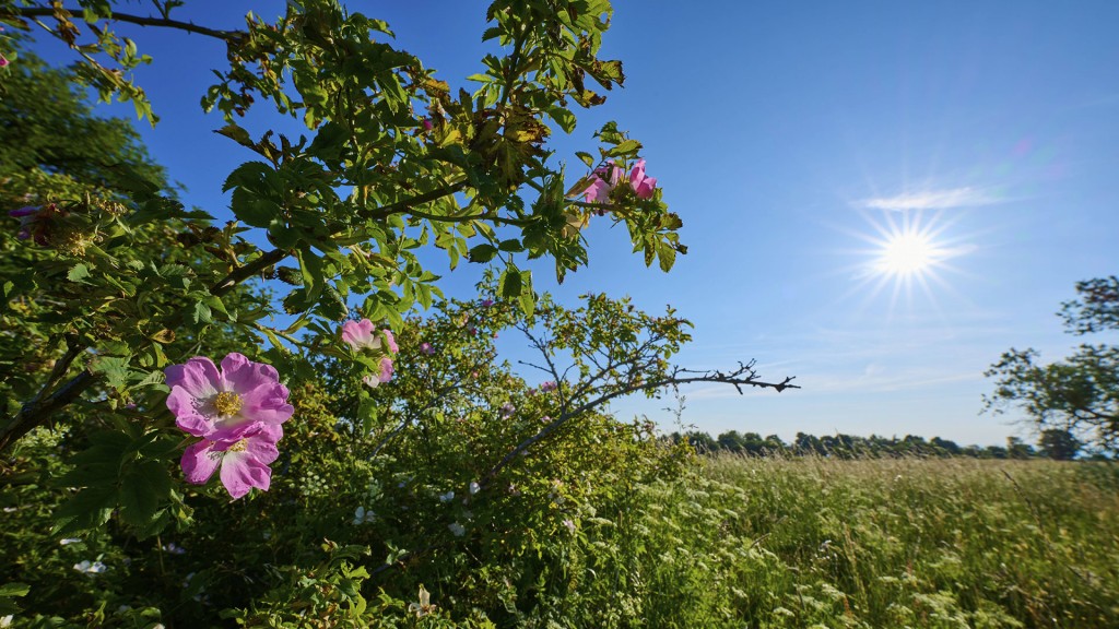 Foto: Heckenrose unter leuchtendem Himmel mit Sonne in einer natürlichen Landschaft