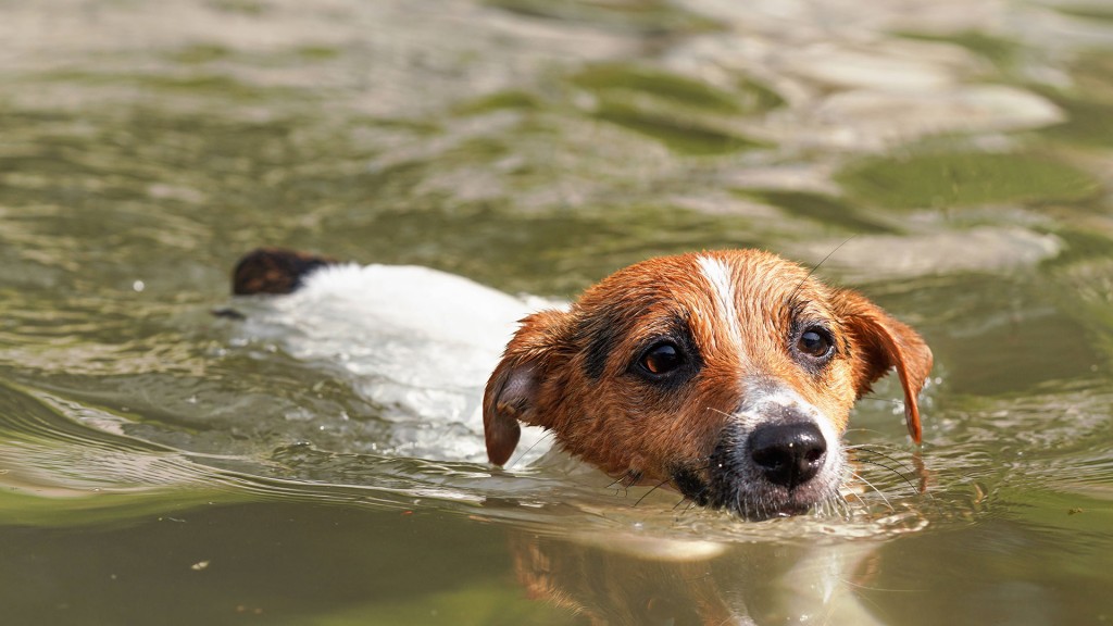 Ein Hund, der sich im Wasser abkühlt