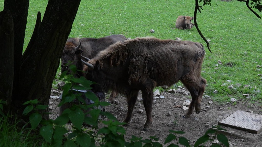 Foto: Bisons im tierpark Grottes de Han