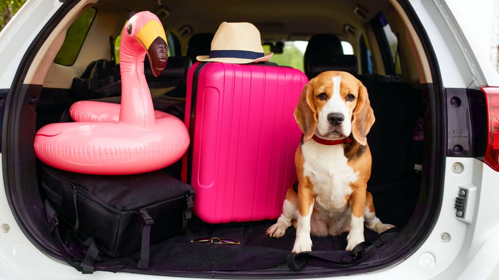 Ein Hund sitzt im Kofferraum eines Autos neben Reisekoffer und Tasche