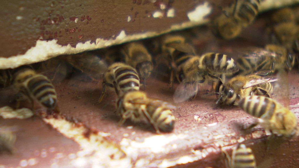 Bienen in ihrem Bienenstock