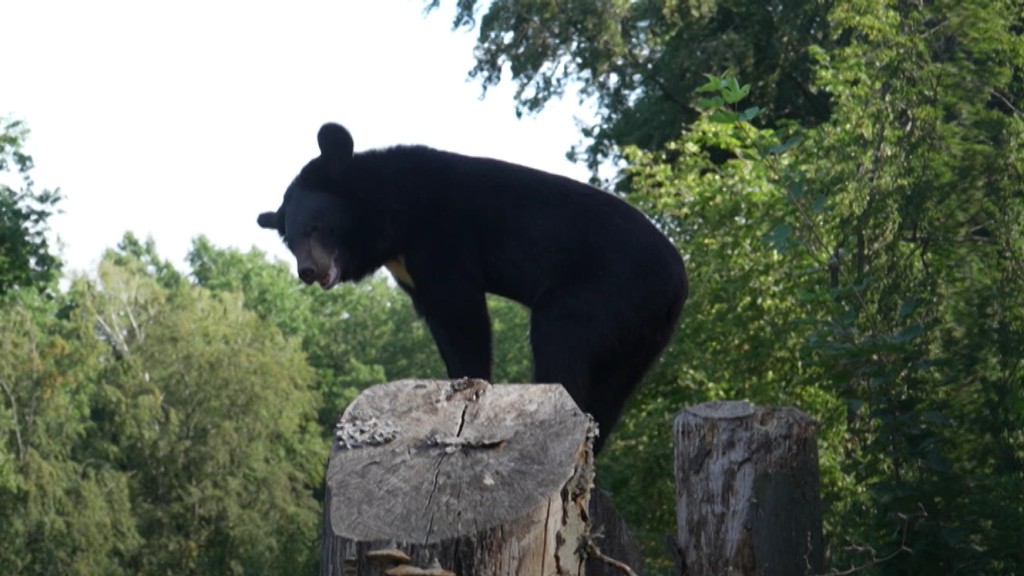 Foto: Kragenbär im Neunkircher Zoo
