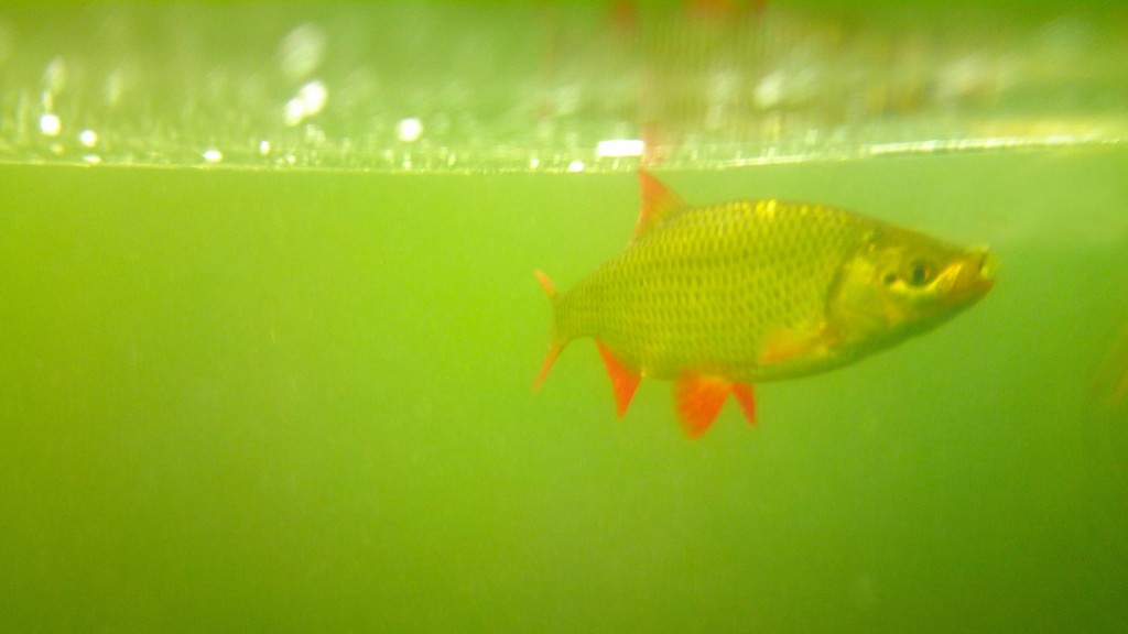 Foto: Ein Fisch (Rotfeder) in einem stark algenbelastetem Fluss