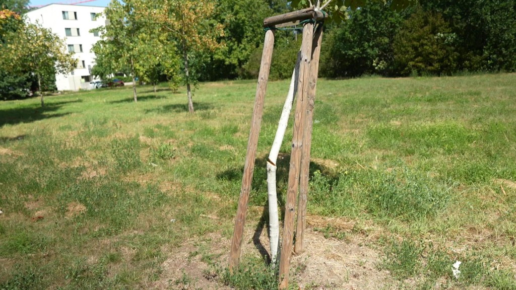 Unbekannte haben mehrere Bäume in Saarlouis zerstört