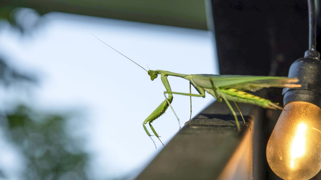 Gottesanbeterin, Mantis religiosa