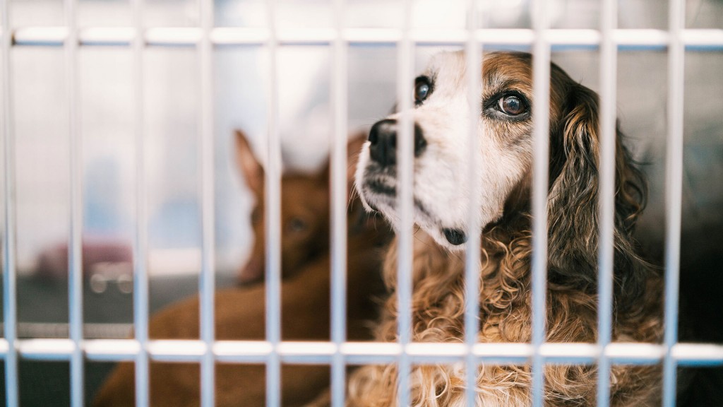 Ein Hund sitzt mit ängstlichem Blick hinter Gitterstäben