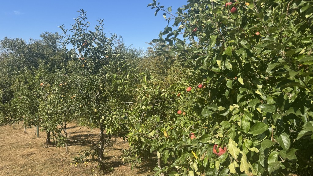 Streuobstwiese Eppelborn