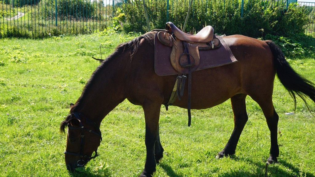 Ein gesatteltes Pferd