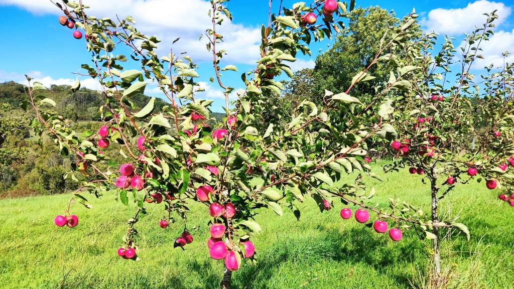 Eine Streuobstwiese mit Apfelbäumen