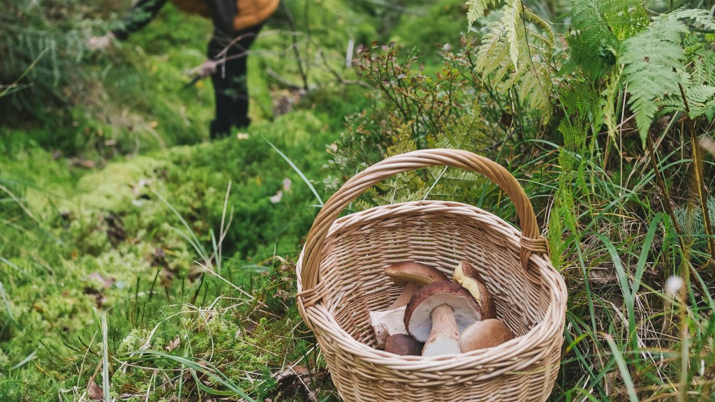 Symbolbild: Ein Korb mit Pilzen im Wald, im Hintergrund ein Sammler