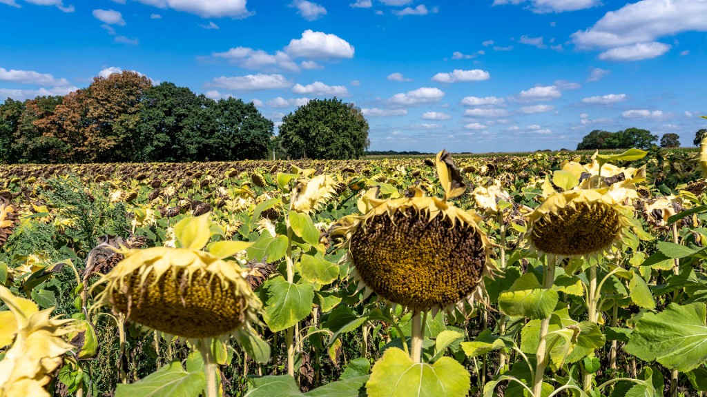 Ein Sonnenblumenfeld im Spätsommer