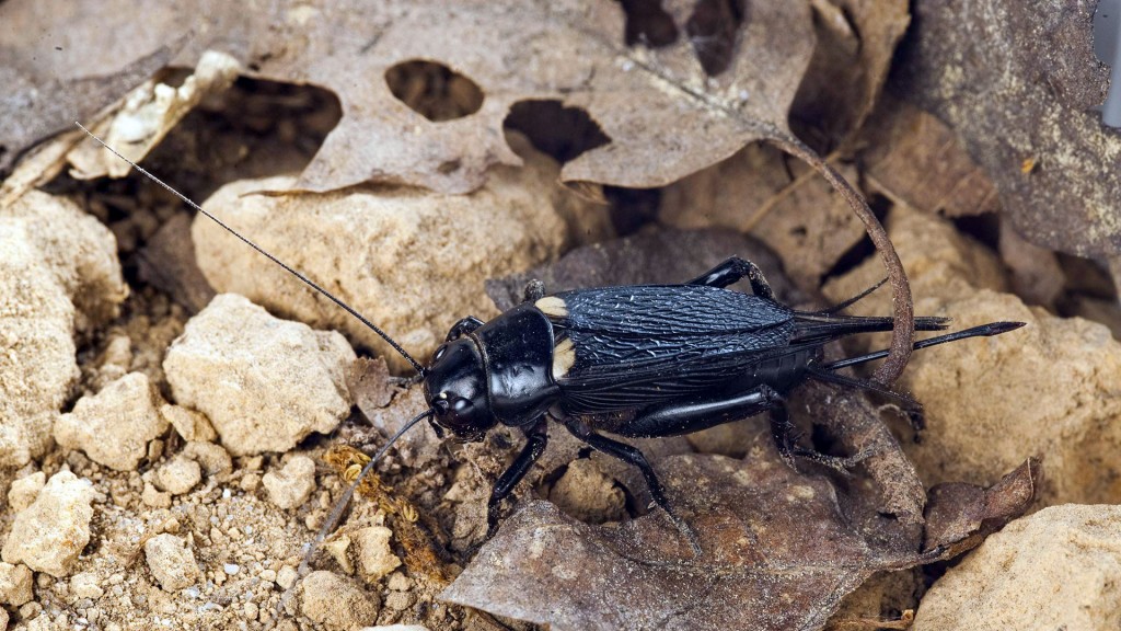 Foto: Die Mittelmeer-Feldgrille, Mittelmeergrille oder Zweifleckgrille (Gryllus bimaculatus)