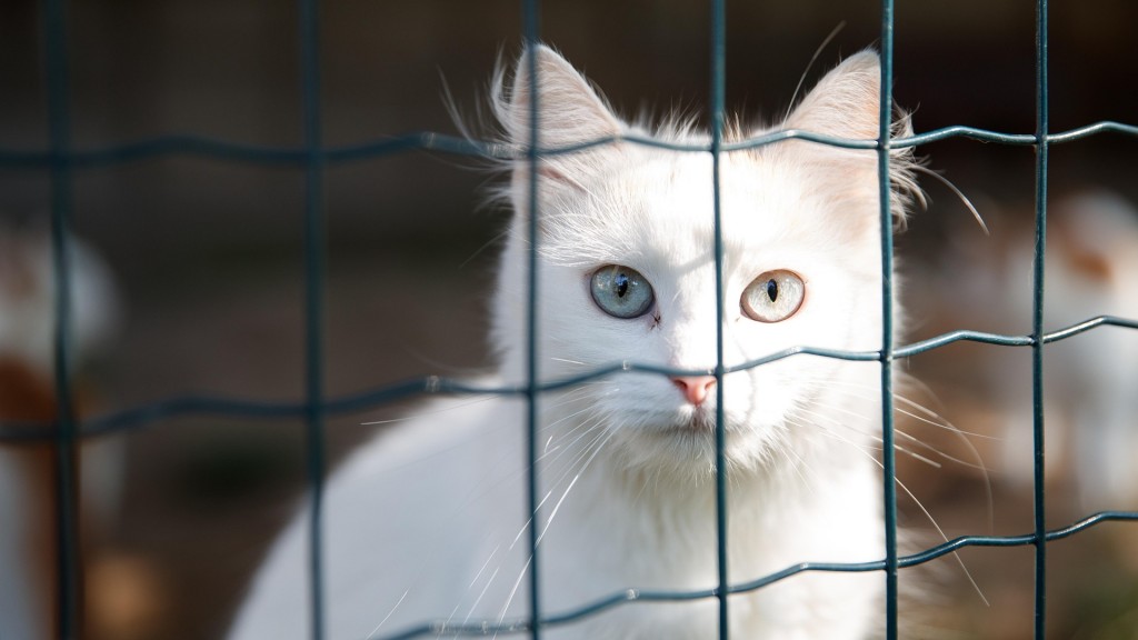 Eine weiße Katze hinter einem Gitterzaun