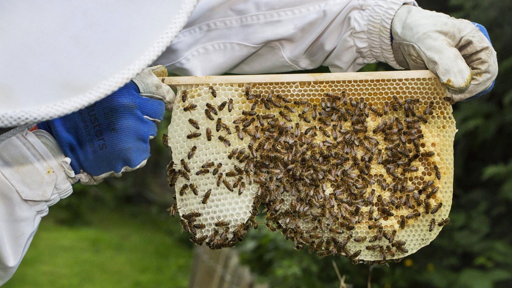 Imker in Schutzkleidung bei der Kontrolle eines Rahmens mit Honigwaben von Honigbienen 
