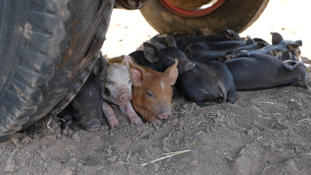 Foto: Weideschweine
