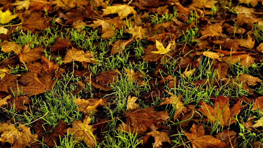 Braune Blätter auf Gras