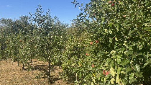 Streuobstwiese Eppelborn
