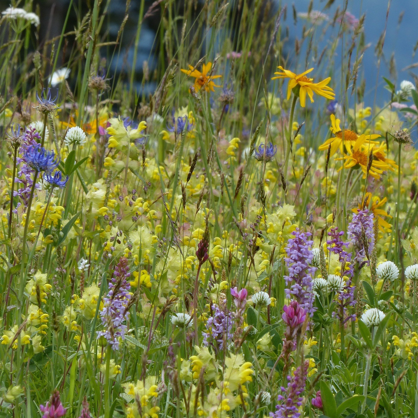 Was uns blühen wird Bunte Wiesen, hungrige Insekten und regionales Saatgut