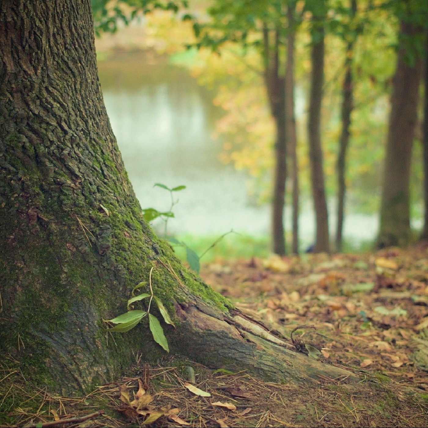 Waldwirtschaft im Saarland