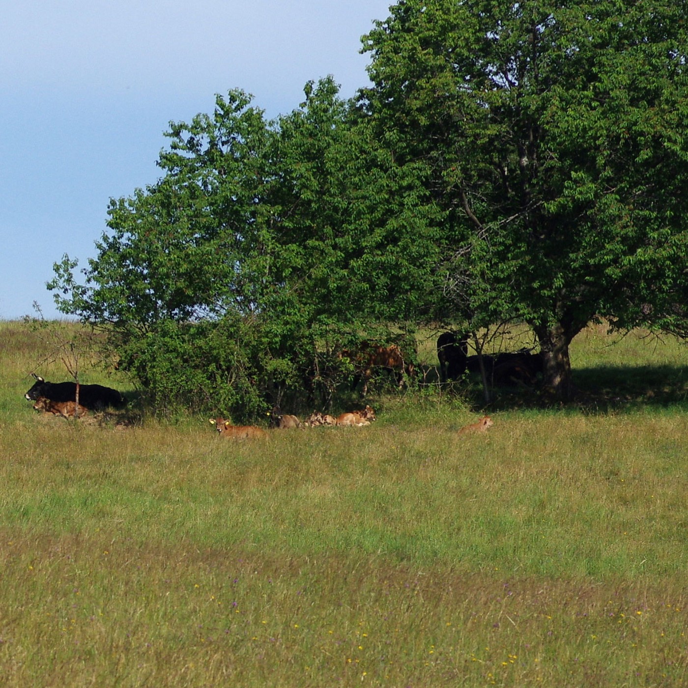 Die heiteren Kühe von Merchweiler