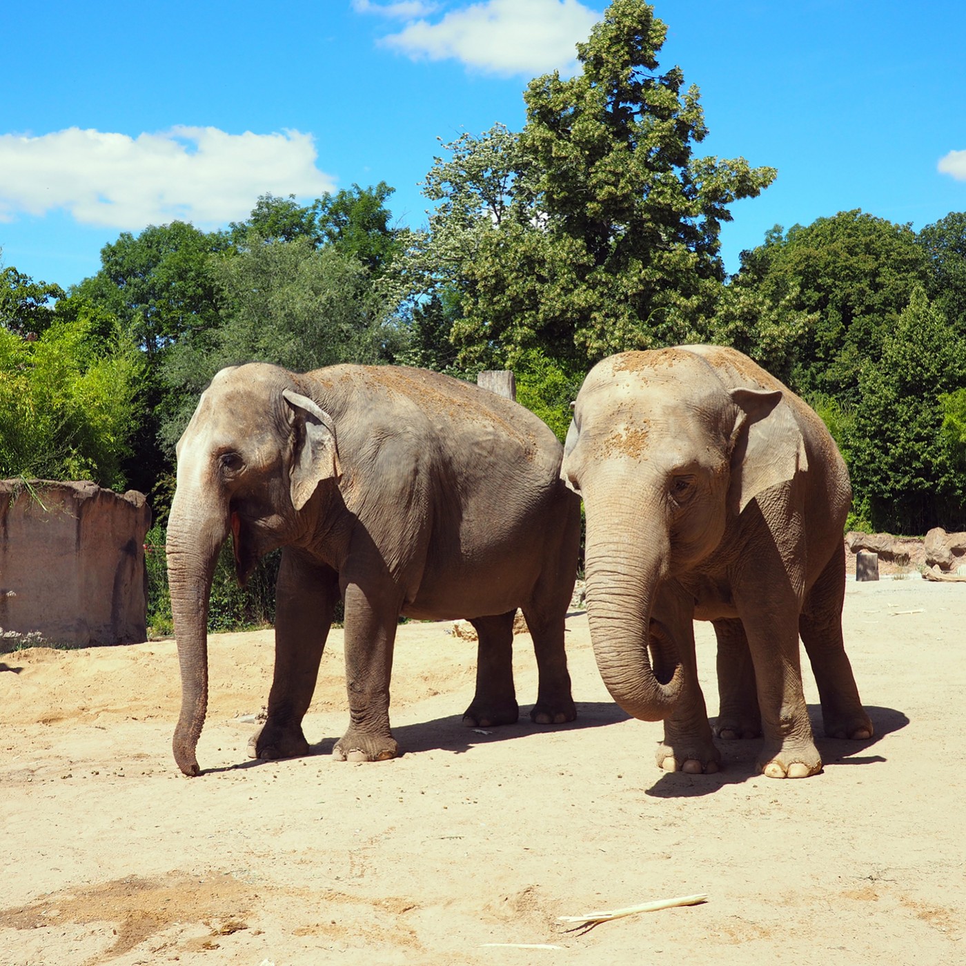 Wenn Elefanten reisen