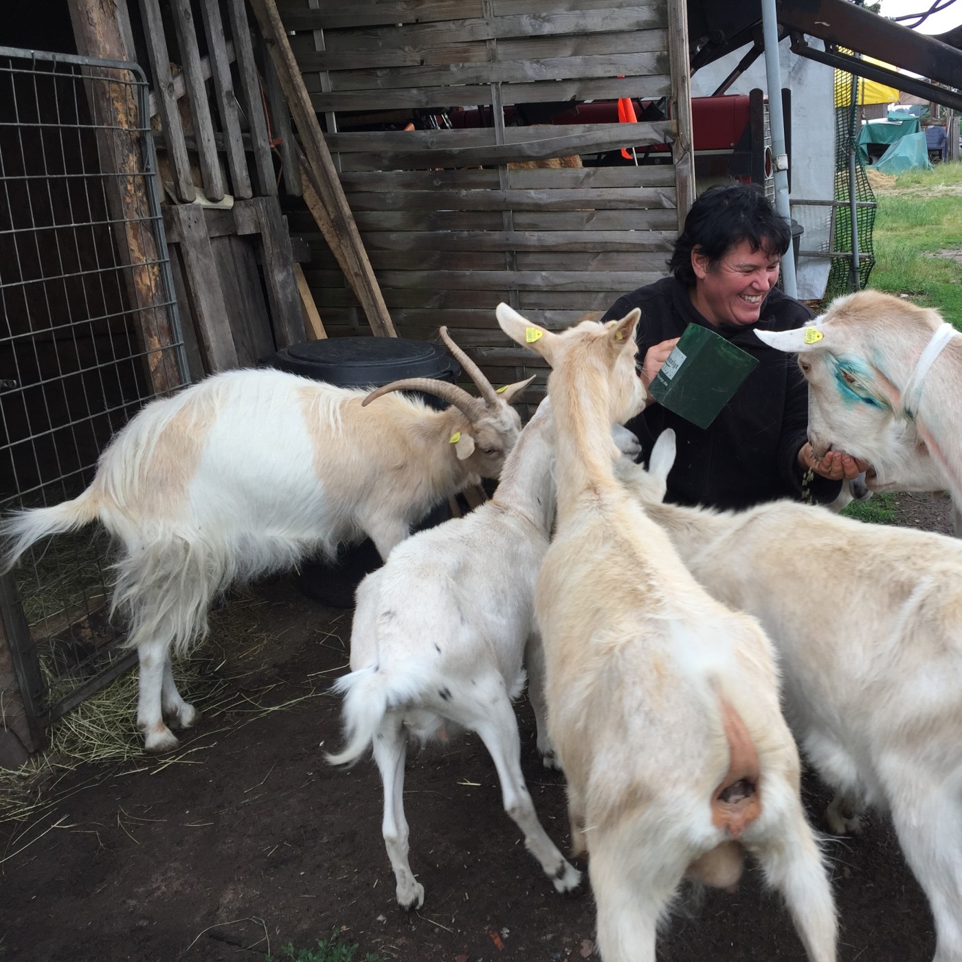 Frau Sonnabend reist...zur Pferde- und Ziegenalm in Nassweiler