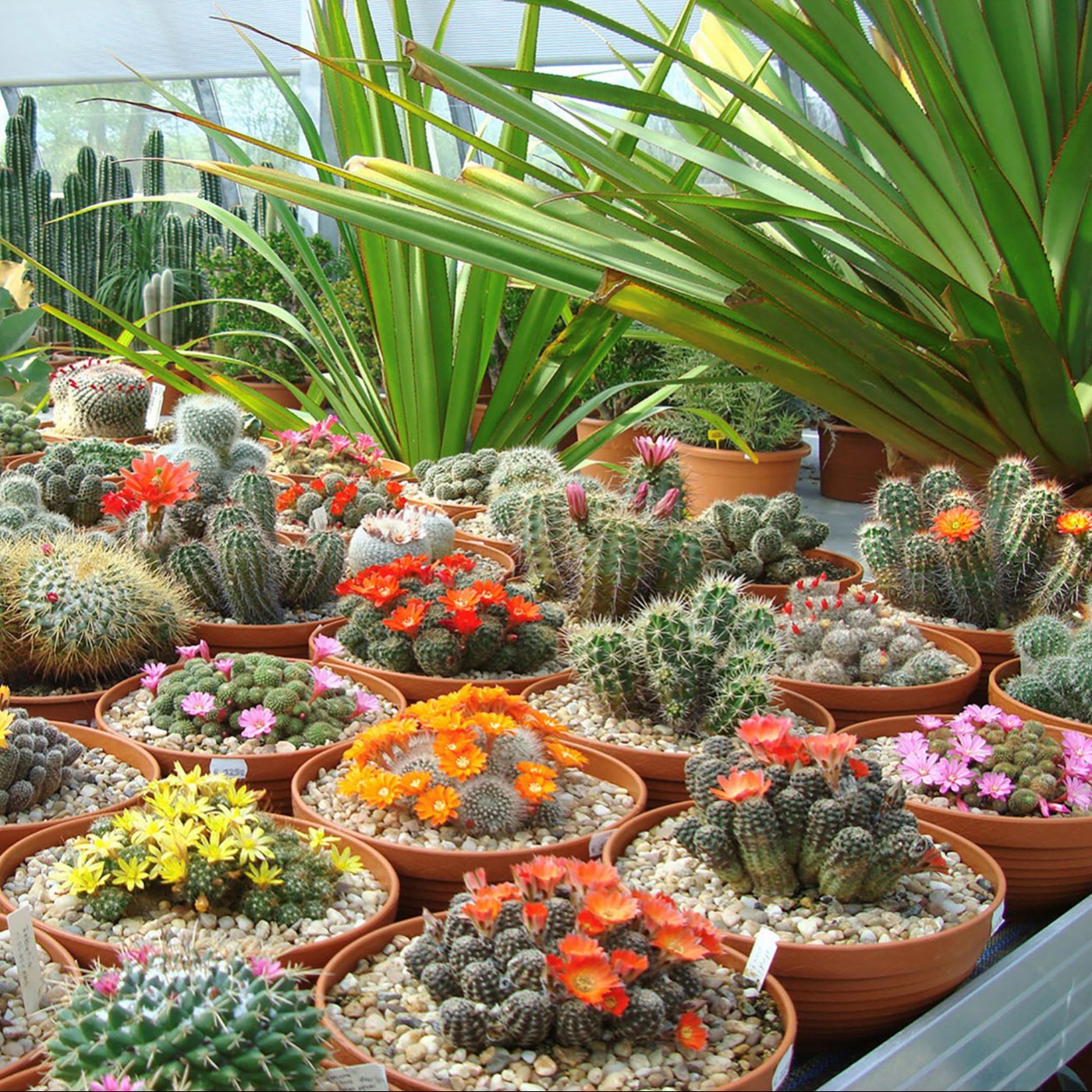 16.08.20 Dornige Liebe - Kakteenfans und ihre Leidenschaft