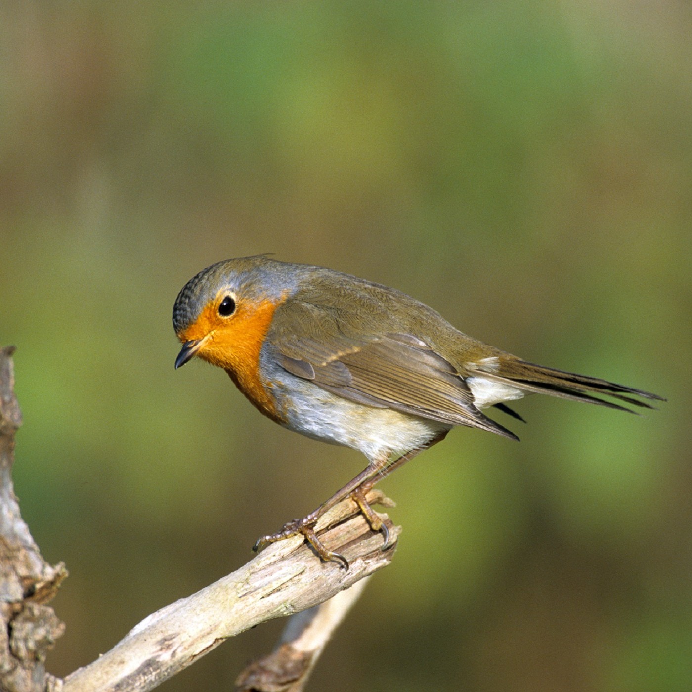 Alle Vöglein sind noch da!? Zum Zustand der Vogelwelt in der Region